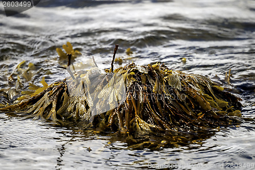 Image of Seaweed