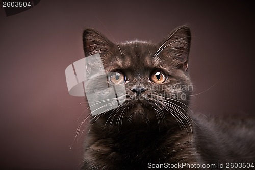 Image of brown british short hair kitten, 3 month old