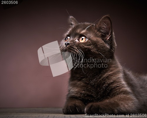 Image of brown british short hair kitten, 3 month old