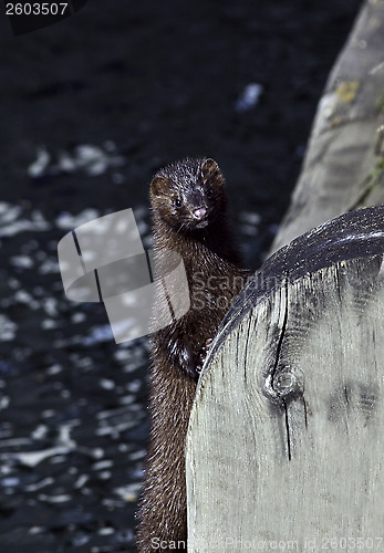 Image of American mink