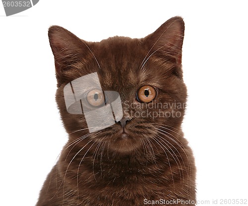 Image of brown british short hair kitten