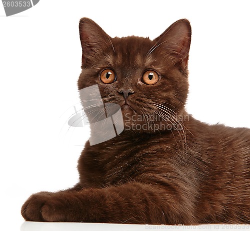 Image of brown british short hair kitten