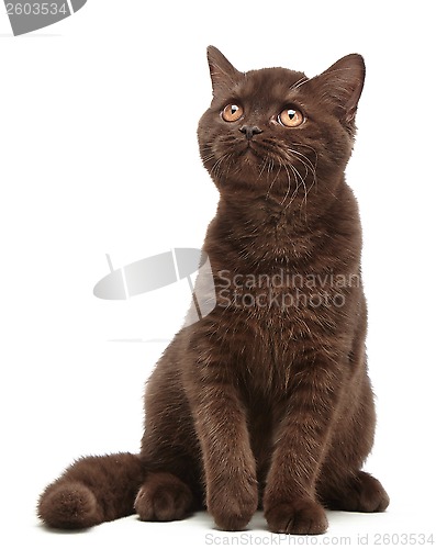 Image of brown british short hair kitten