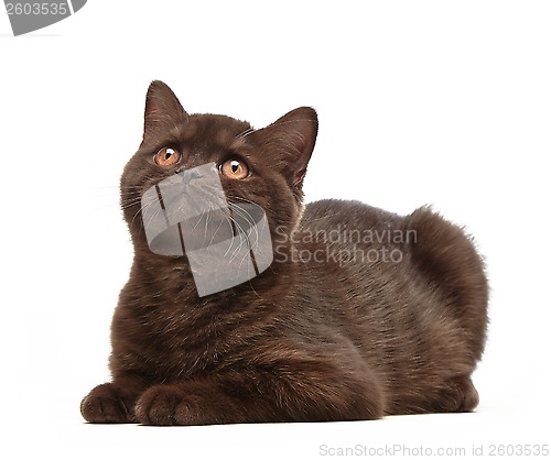 Image of brown british short hair kitten