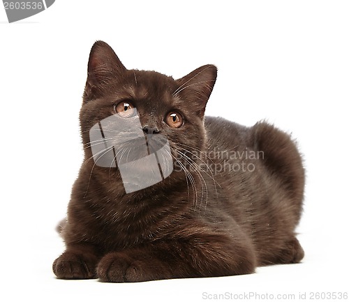 Image of brown british short hair kitten