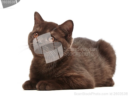 Image of brown british short hair kitten