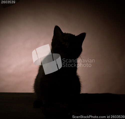 Image of silhouette of kitten