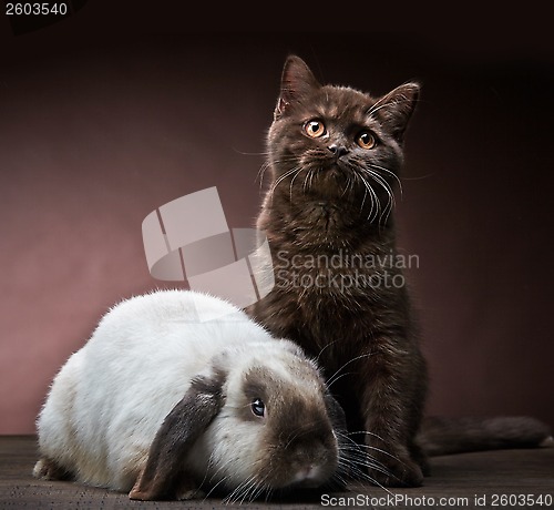 Image of kitten and rabbit