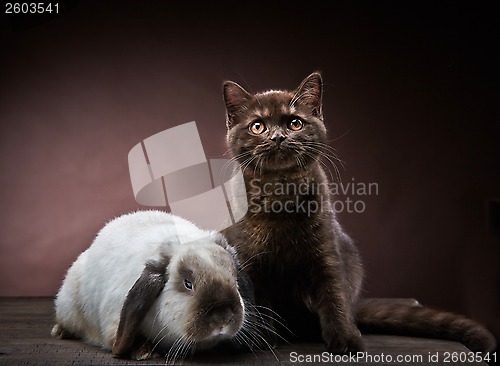 Image of kitten and rabbit