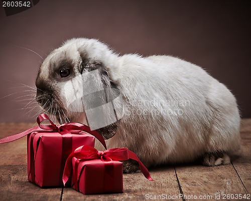 Image of rabbit and gift boxes
