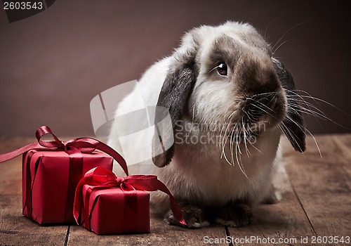 Image of rabbit and gift boxes
