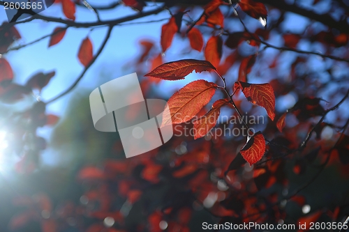 Image of Colorful background of autumn leaves