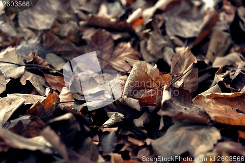 Image of Colorful background of autumn leaves