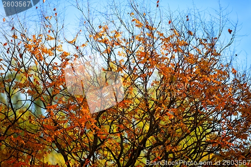 Image of Upper part of an autumnal tree
