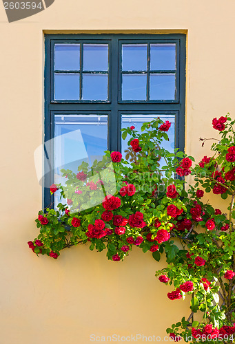 Image of Roses decorating a house