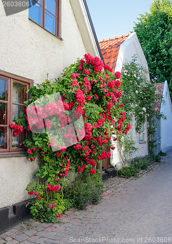 Image of Swedish town Visby, famous for its roses