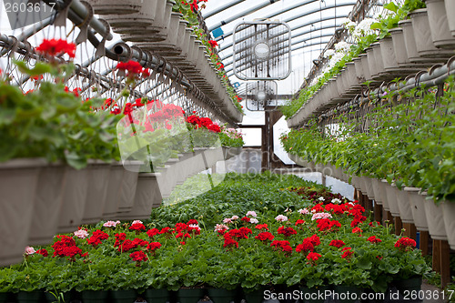 Image of Nursery Stocked with Flowers