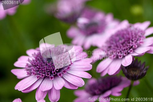 Image of Purple Flowers Macro