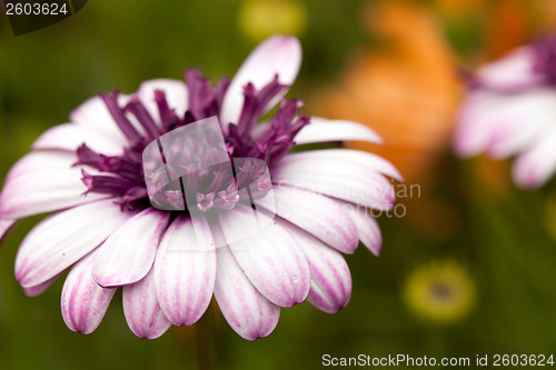 Image of Purple Flower Macro