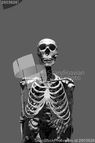 Image of Scary Skeleton