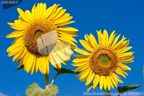 Image of Sunflower