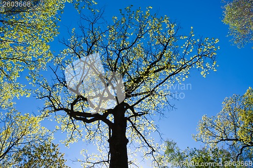 Image of Green tree