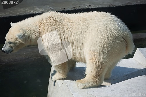 Image of Polar bear