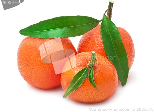 Image of Tangerines