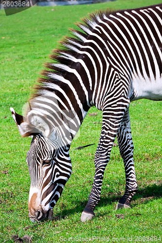 Image of Zebra