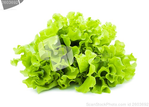 Image of Lettuce