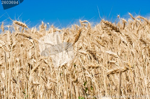 Image of Wheat field