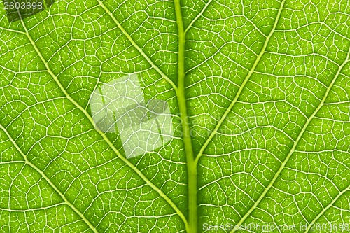 Image of Green leaf