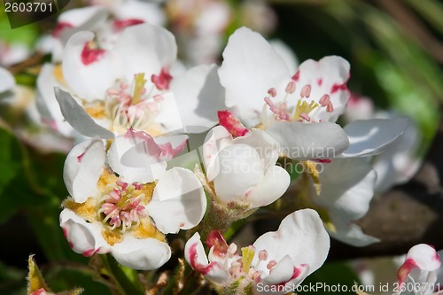 Image of Apple flowers