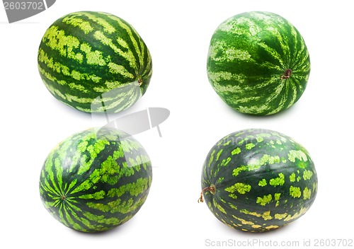 Image of Watermelon