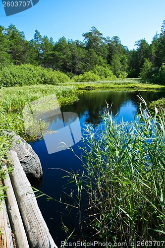 Image of Forest lake