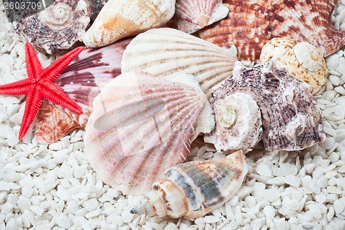 Image of Seashells