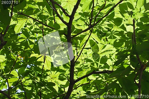 Image of Leaves background