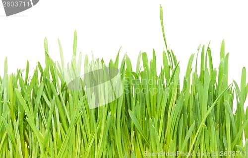 Image of Green grass