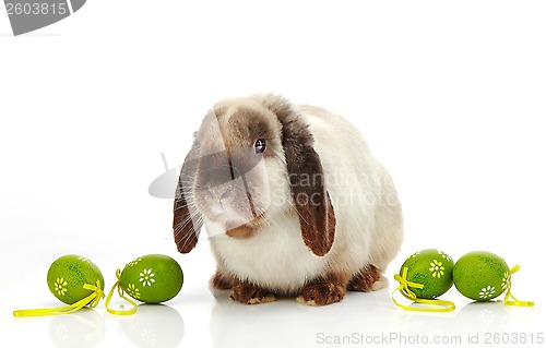 Image of rabbit and Easter eggs