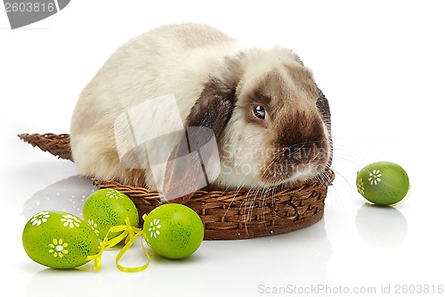 Image of rabbit and Easter eggs