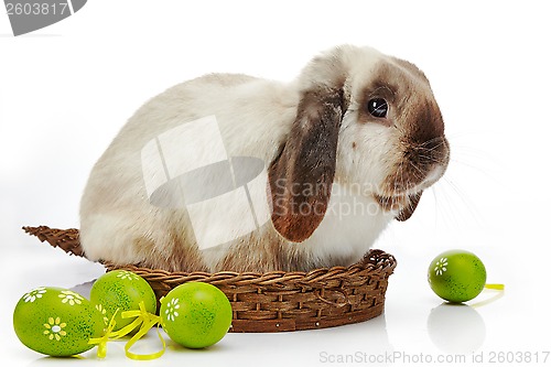 Image of rabbit and Easter eggs