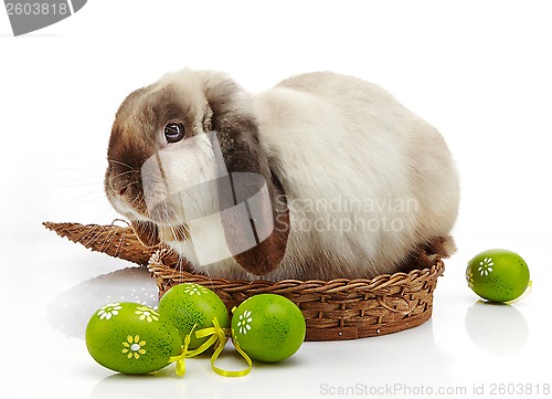 Image of rabbit and Easter eggs