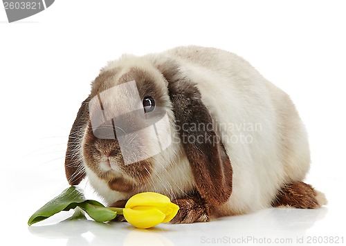 Image of rabbit and yellow tulip