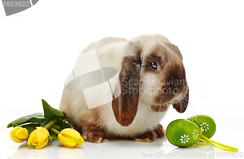 Image of Easter rabbit