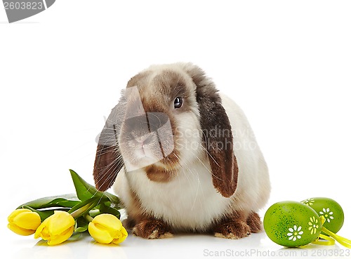 Image of Easter rabbit