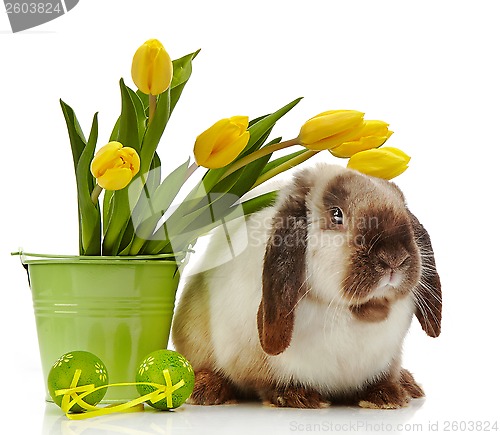 Image of Easter rabbit