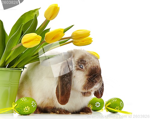 Image of Easter rabbit