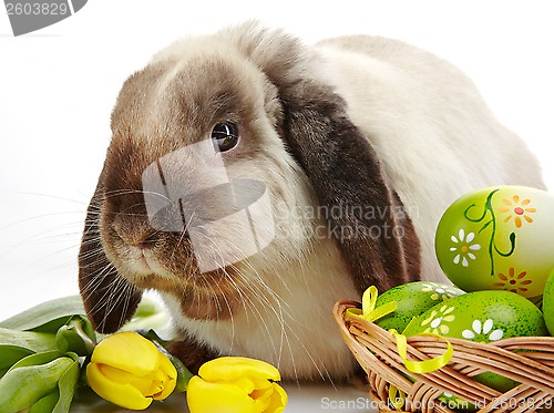 Image of Easter rabbit