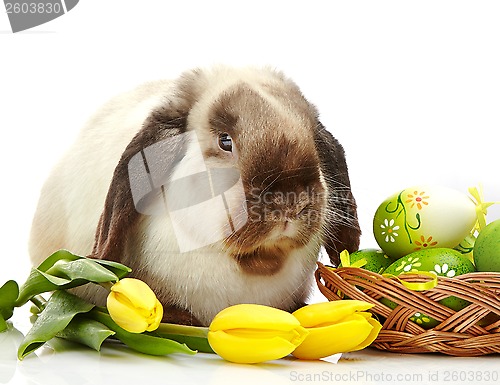 Image of Easter rabbit