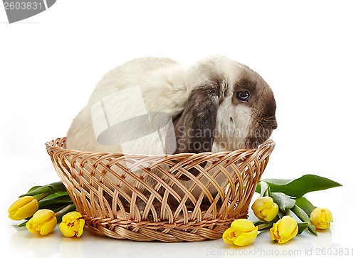 Image of Rabbit and yellow tulips